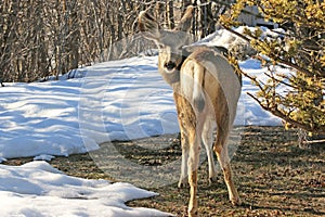 Mule deer in winter