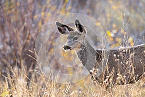 Mule deer in  the woods