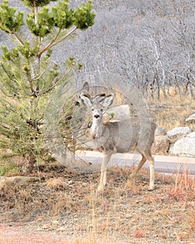 Mule Deer Yearling