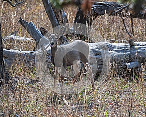 Mule Deer Yearling