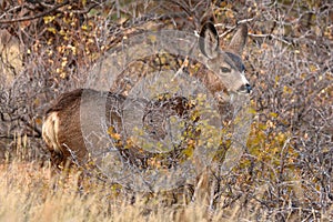 Mule Deer Yearling