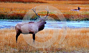 Mule deer,yellowstone