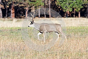 Mule deer in Yosemite