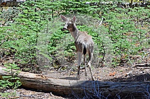 Mule Deer - Yosemite National Park, California, United State.