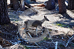 Mule Deer - Yosemite National Park, California, United State.