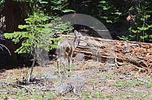 Mule Deer - Yosemite National Park, California, United State.