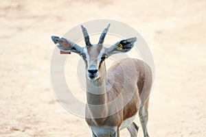 Mule deer photo