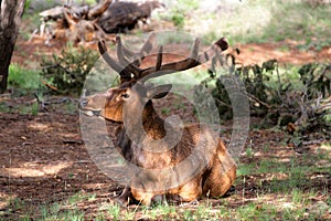 Mule deers at Grand Canyon National Park, US