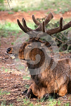 Mule deers at Grand Canyon National Park, US