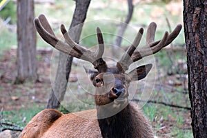 Mule deers at Grand Canyon National Park, US