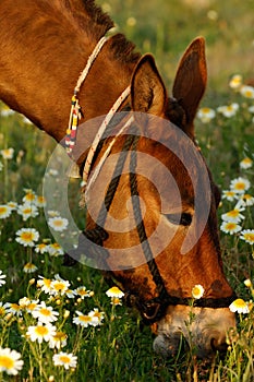 Mule eating