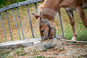 Mule eating next to outdoor steps
