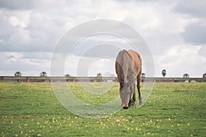 Mule grazing green grass in the meadow on a cloudy day