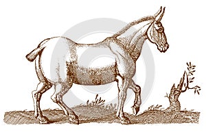 Mule or hinny with a cropped tail walking in a landscape