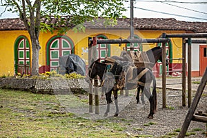 A mule and a horse tied in small town in Colombia in Andes Antioquia photo