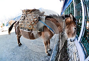 Mule looking into Window, Nepal, Fisheye