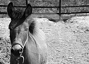 A mule is the offspring of a male donkey jack and a female horse