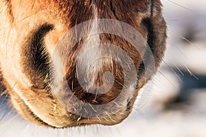 Mule ofI Icelandic horse photo