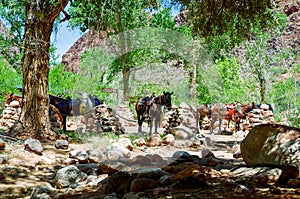 Mule Pack Station Phantom Ranch