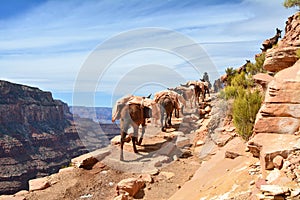 Mule pack train in Grand Canyon