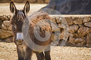 Mule portrait