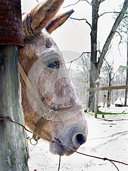 Mule Profile