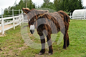 Mule in ranch