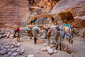 Mule resting area in Petra, Jordan