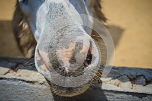 A mule in the stable. Mule is the offspring of a male donkey (jack) and a female horse (mare). Horses and donkeys are different s