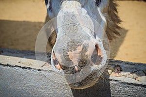 A mule in the stable. Mule is the offspring of a male donkey (jack) and a female horse (mare). Horses and donkeys are different s