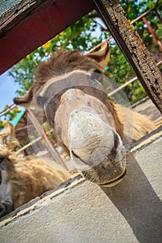 A mule in the stable. Mule is the offspring of a male donkey (jack) and a female horse (mare). Horses and donkeys are different s