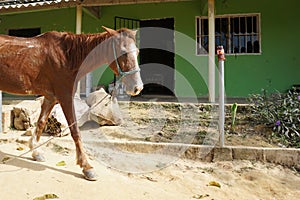 Mule taking a rest on the Lost City Trek, Ciudad Perdida, close to Santa Marta, Colombia