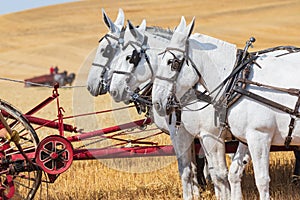 Mule team working a vintage wheat thresher