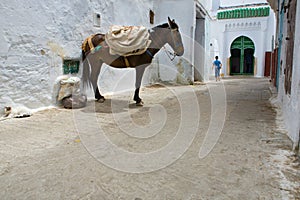 Mule of Tetouan, Morocco