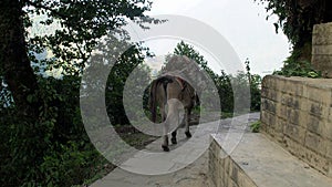 Mule train carrying goods in the Himalayas in Nepal