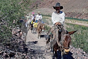 Mule trekkers pass a hiker, Grand Canyon, AZ, US