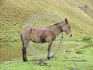 Mule waiting to work