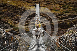 mule walk the suspension bridge carry on the food for the high camp