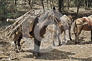 Mule at work