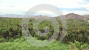 MULEGE BCS MEXICO-2022: Aerial View Of Jungle And Trees