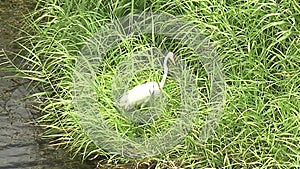 MULEGE BCS MEXICO-2022: Whooping Crane