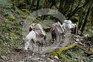 Mules with baskets on the back walking by trail in the forest