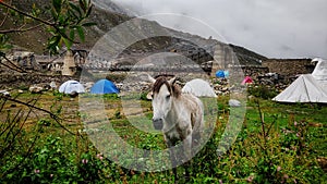 Mules at the Campsite