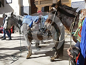 Mules carry loads in the narrow ways of the medina