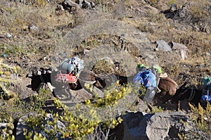 Mules carrying heavy goods at Colca Canyon, Peru