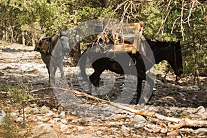 Mules carrying a huge load on a mountain path through pine forest at Samaria gorge, south west part of Crete island