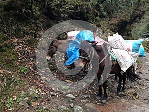 Mules are carrying stuffs for trekking in Nepal