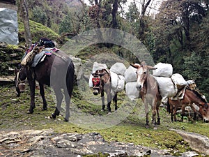 The mules are carrying stuffs for trekking in Nepal