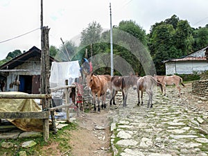 Mules in Chitre - little settlement on way to Poon Hill