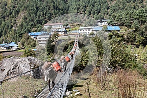 Mules crossing suspenion bridge